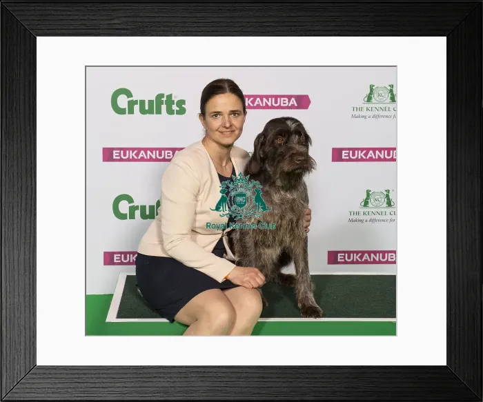 Framed Print : Crufts 2019 - Best of Breed  /  Gundog