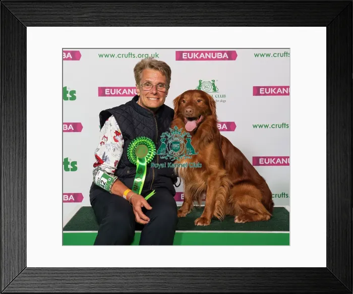 Framed Print : Crufts 2019 - Best of Breed / Gundog Framed Print : Crufts 2019 - Best of Breed / Gundog
