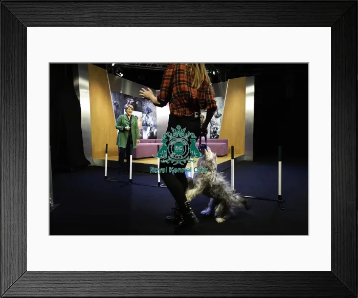 Framed Print : Crufts 2019 - Day One, NEC, UK - 7 Mar 2019 Framed Print : Crufts 2019 - Day One, NEC, UK - 7 Mar 2019