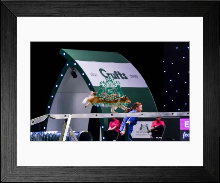 Framed Print : Crufts 2019 - Day Two, NEC, UK - 8 Mar 2019 Framed Print : Crufts 2019 - Day Two, NEC, UK - 8 Mar 2019