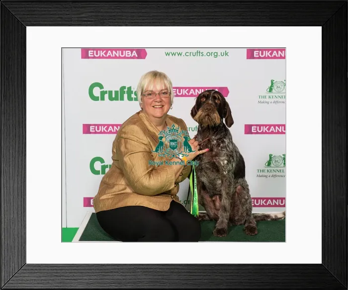 Framed Print : Crufts 2019 - Best of Breed / Gundog Framed Print : Crufts 2019 - Best of Breed / Gundog