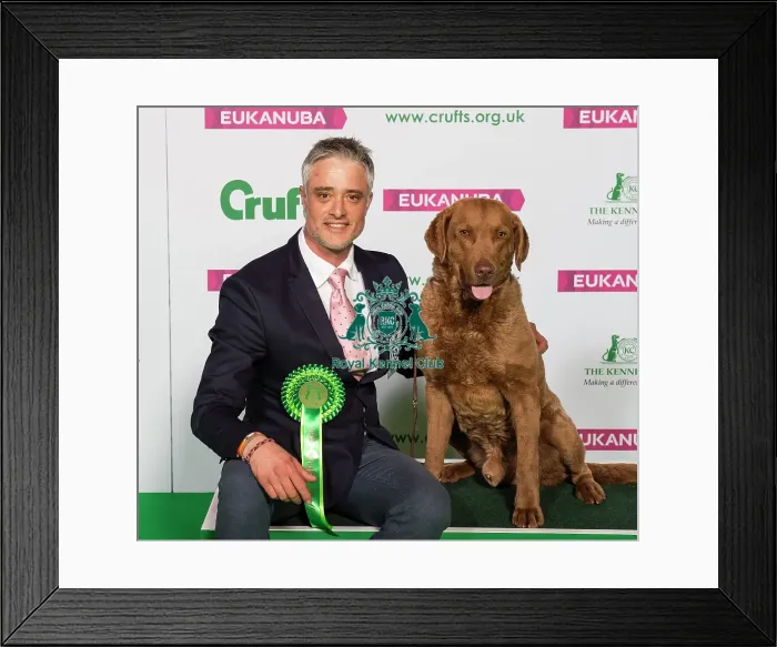 Framed Print : Crufts 2019 - Best of Breed / Gundog Framed Print : Crufts 2019 - Best of Breed / Gundog