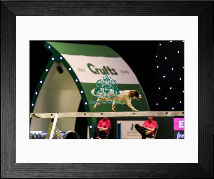 Framed Print : Crufts 2019 - Day Two, NEC, UK - 8 Mar 2019 Framed Print : Crufts 2019 - Day Two, NEC, UK - 8 Mar 2019