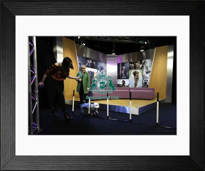 Framed Print : Crufts 2019 - Day One, NEC, UK - 7 Mar 2019 Framed Print : Crufts 2019 - Day One, NEC, UK - 7 Mar 2019