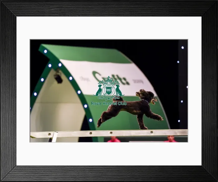 Framed Print : Crufts 2019 - Day Two, NEC, UK - 8 Mar 2019 Framed Print : Crufts 2019 - Day Two, NEC, UK - 8 Mar 2019