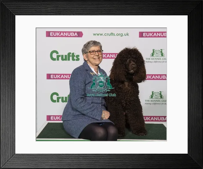 Framed Print : Crufts 2019 - Best of Breed / Gundog Framed Print : Crufts 2019 - Best of Breed / Gundog