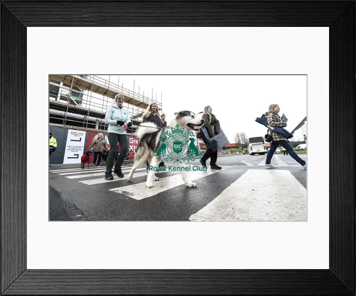 Framed Print : Crufts 2019 - Day Two, NEC, UK - 8 Mar 2019 Framed Print : Crufts 2019 - Day Two, NEC, UK - 8 Mar 2019