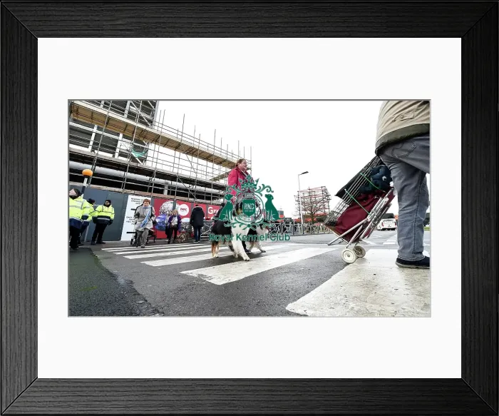 Framed Print : Crufts 2019 - Day Two, NEC, UK - 8 Mar 2019 Framed Print : Crufts 2019 - Day Two, NEC, UK - 8 Mar 2019