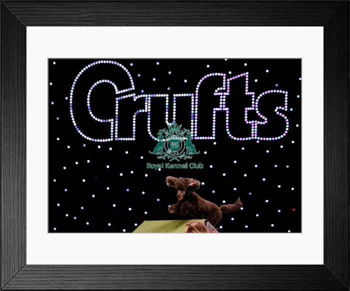 Framed Print : Crufts 2019 - Day Two, NEC, UK - 8 Mar 2019 Framed Print : Crufts 2019 - Day Two, NEC, UK - 8 Mar 2019