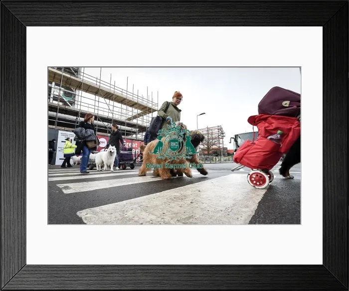 Framed Print : Crufts 2019 - Day Two, NEC, UK - 8 Mar 2019 Framed Print : Crufts 2019 - Day Two, NEC, UK - 8 Mar 2019