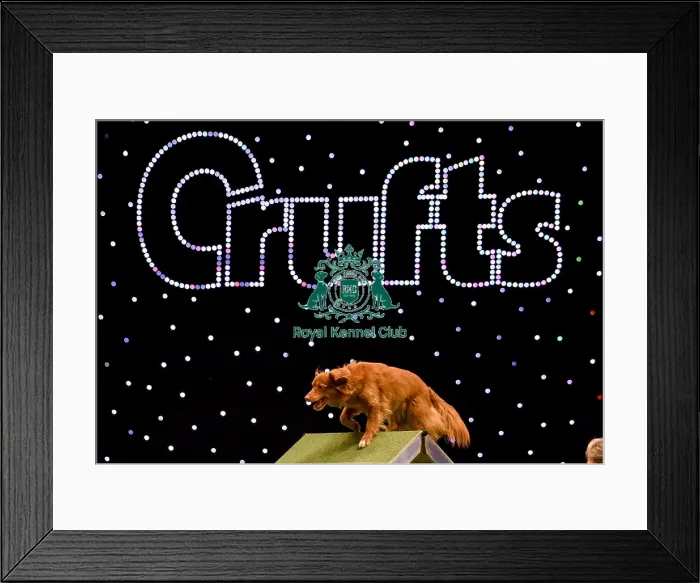 Framed Print : Crufts 2019 - Day Two, NEC, UK - 8 Mar 2019 Framed Print : Crufts 2019 - Day Two, NEC, UK - 8 Mar 2019