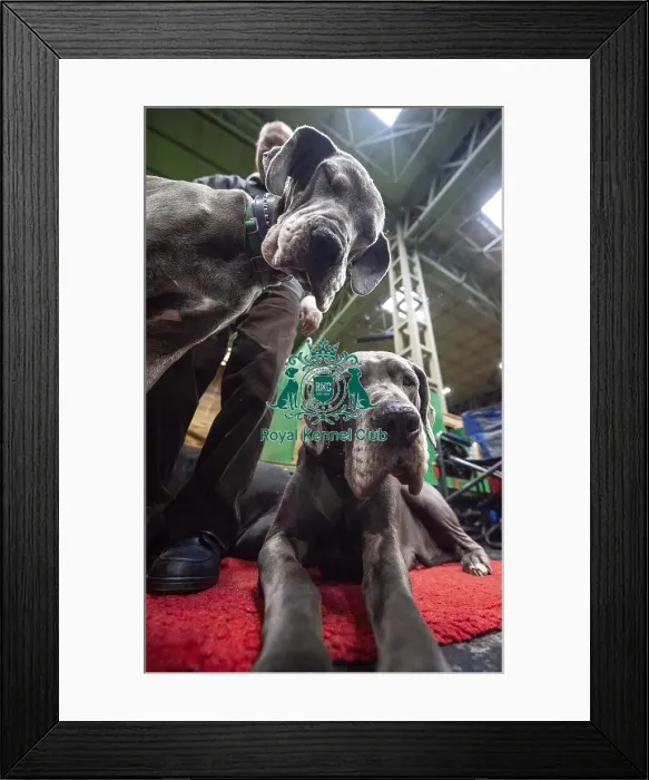 Framed Print : Crufts 2019 - Day Two, NEC, UK - 8 Mar 2019