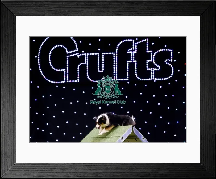 Framed Print : Crufts 2019 - Day Two, NEC, UK - 8 Mar 2019 Framed Print : Crufts 2019 - Day Two, NEC, UK - 8 Mar 2019