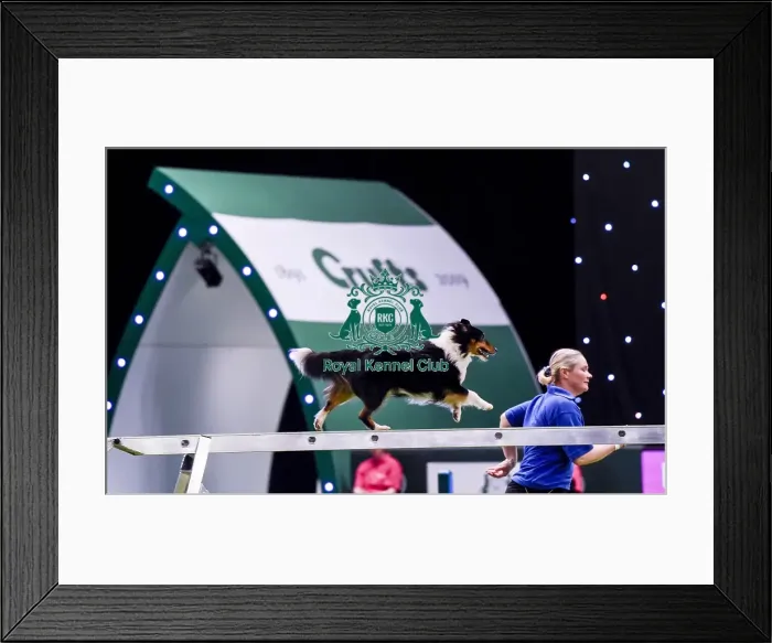 Framed Print : Crufts 2019 - Day Two, NEC, UK - 8 Mar 2019 Framed Print : Crufts 2019 - Day Two, NEC, UK - 8 Mar 2019