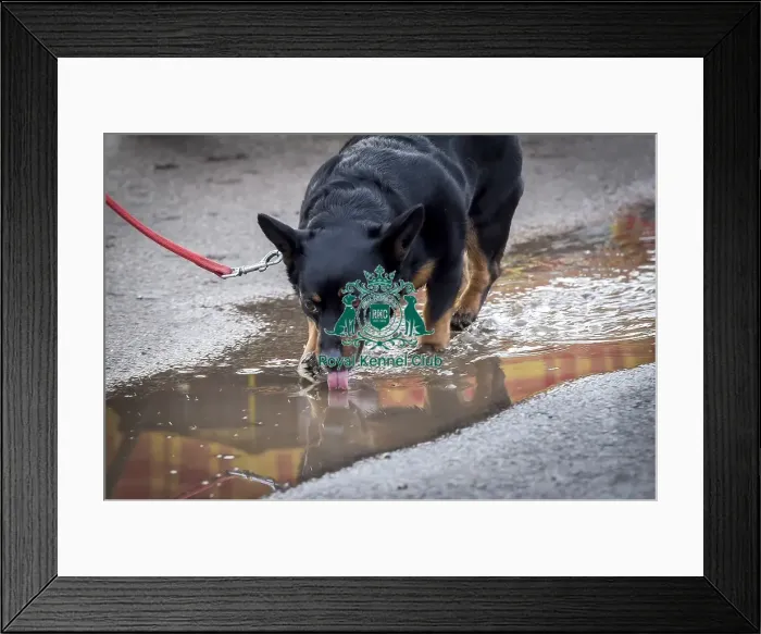 Framed Print : Crufts 2019 - Day Two, NEC, UK - 8 Mar 2019 Framed Print : Crufts 2019 - Day Two, NEC, UK - 8 Mar 2019