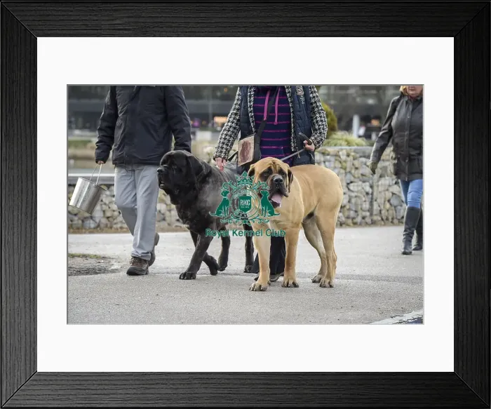 Framed Print : Crufts 2019 - Day Two, NEC, UK - 8 Mar 2019