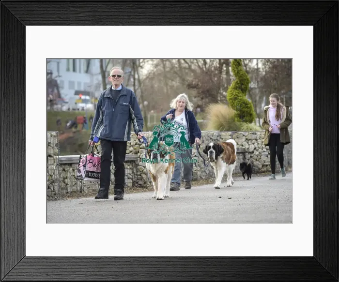 Framed Print : Crufts 2019 - Day Two, NEC, UK - 8 Mar 2019 Framed Print : Crufts 2019 - Day Two, NEC, UK - 8 Mar 2019
