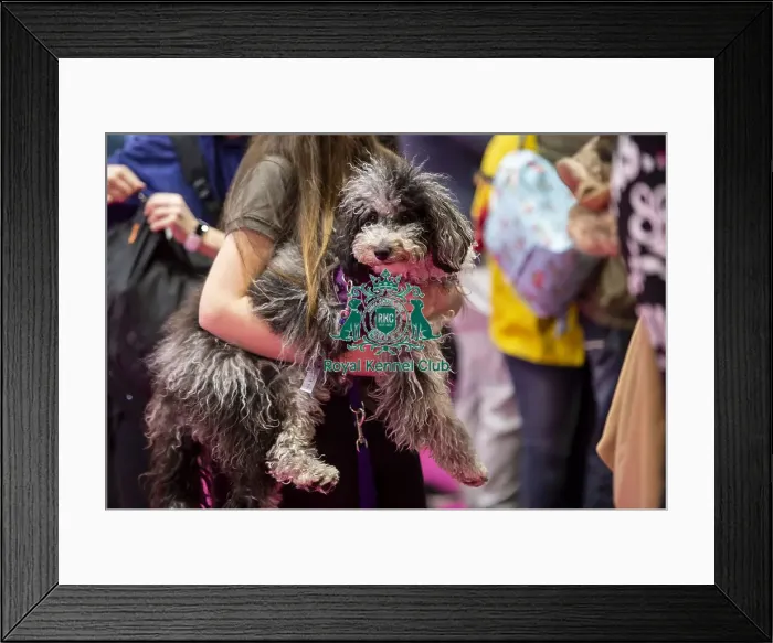 Framed Print : Crufts 2019 - Day Two, NEC, UK - 8 Mar 2019 Framed Print : Crufts 2019 - Day Two, NEC, UK - 8 Mar 2019
