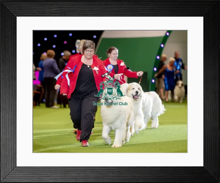 Framed Print : Crufts 2019 - Day Two, NEC, UK - 8 Mar 2019 Framed Print : Crufts 2019 - Day Two, NEC, UK - 8 Mar 2019