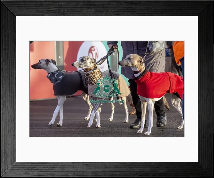 Framed Print : Crufts 2019 - Day Three, NEC, UK - 9 Mar 2019