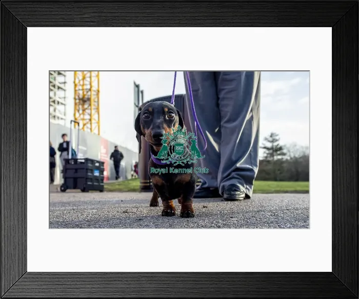 Framed Print : Crufts 2019 - Day Three, NEC, UK - 9 Mar 2019