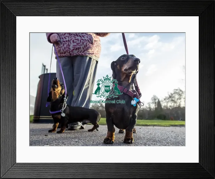Framed Print : Crufts 2019 - Day Three, NEC, UK - 9 Mar 2019 Framed Print : Crufts 2019 - Day Three, NEC, UK - 9 Mar 2019