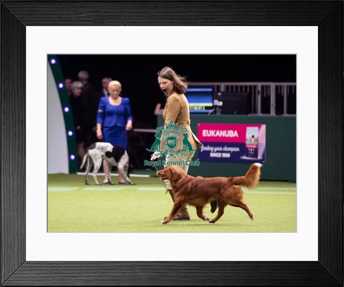 Framed Print : Crufts 2019 - Day One, NEC, UK - 7 Mar 2019