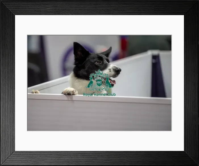 Framed Print : Crufts 2019 - Day Two, NEC, UK - 8 Mar 2019 Framed Print : Crufts 2019 - Day Two, NEC, UK - 8 Mar 2019