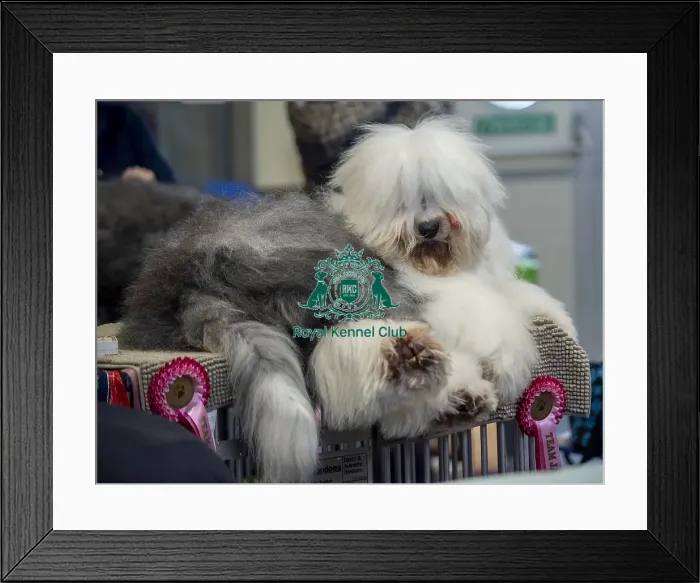 Framed Print : Crufts 2019 - Day Two, NEC, UK - 8 Mar 2019