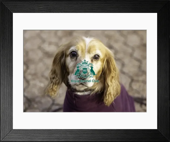 Framed Print : Crufts 2019 - Day Two, NEC, UK - 8 Mar 2019 Framed Print : Crufts 2019 - Day Two, NEC, UK - 8 Mar 2019
