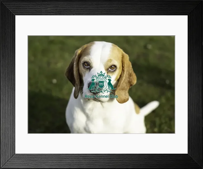 Framed Print : Crufts 2019 - Day Two, NEC, UK - 8 Mar 2019 Framed Print : Crufts 2019 - Day Two, NEC, UK - 8 Mar 2019