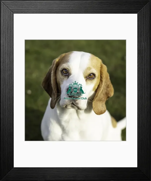 Framed Print : Crufts 2019 - Day Two, NEC, UK - 8 Mar 2019