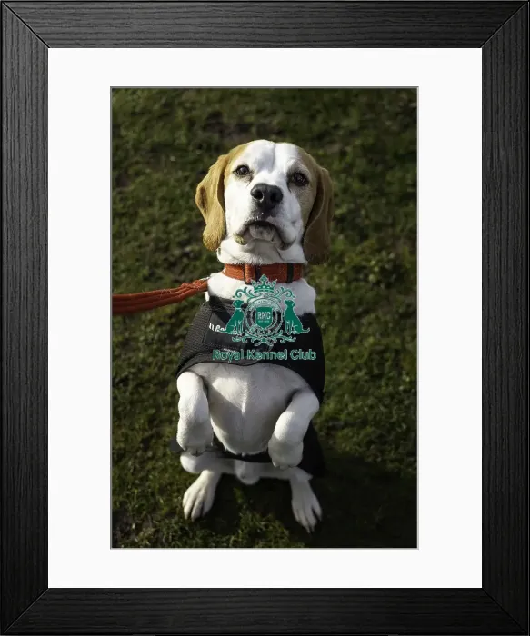 Framed Print : Crufts 2019 - Day Two, NEC, UK - 8 Mar 2019 Framed Print : Crufts 2019 - Day Two, NEC, UK - 8 Mar 2019