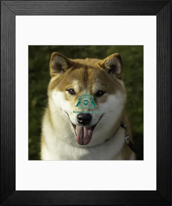 Framed Print : Crufts 2019 - Day Two, NEC, UK - 8 Mar 2019 Framed Print : Crufts 2019 - Day Two, NEC, UK - 8 Mar 2019