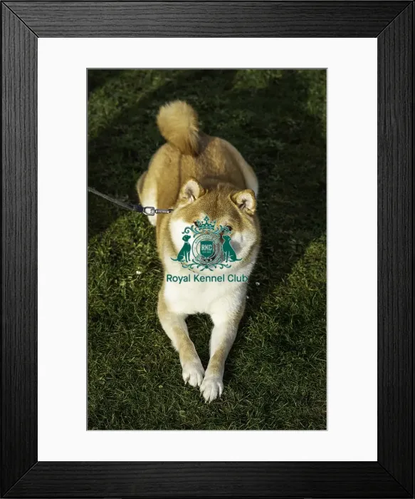Framed Print : Crufts 2019 - Day Two, NEC, UK - 8 Mar 2019