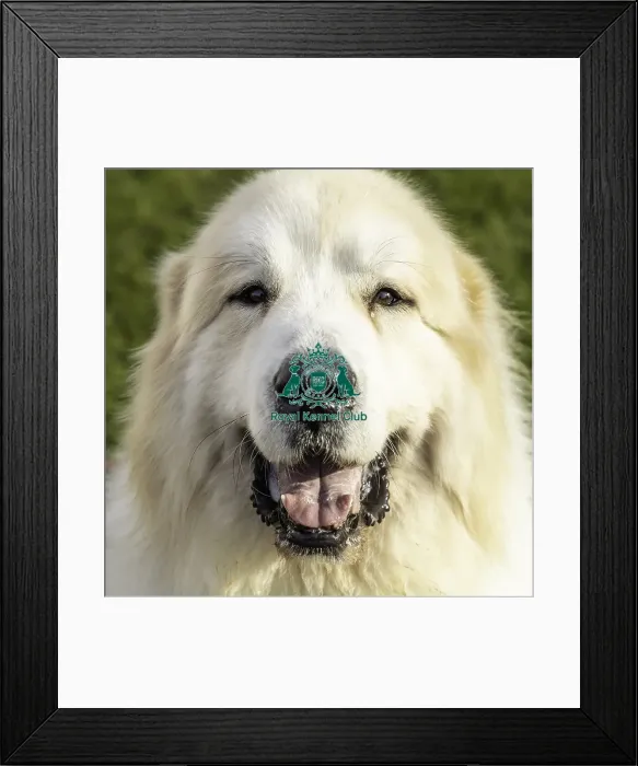Framed Print : Crufts 2019 - Day Two, NEC, UK - 8 Mar 2019
