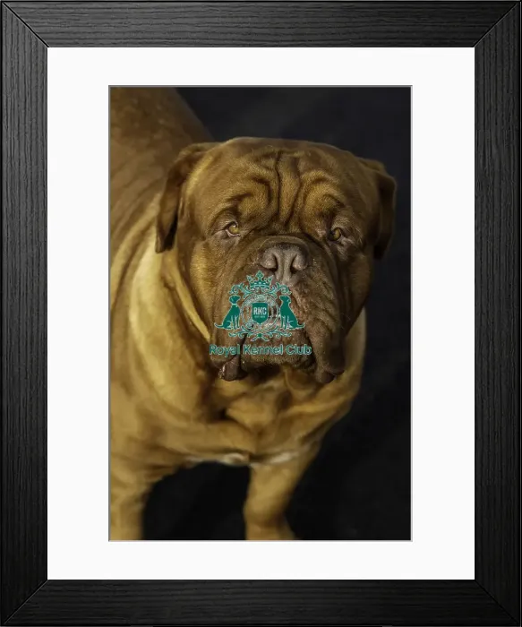 Framed Print : Crufts 2019 - Day Two, NEC, UK - 8 Mar 2019 Framed Print : Crufts 2019 - Day Two, NEC, UK - 8 Mar 2019