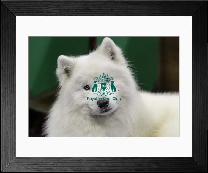 Framed Print : Crufts 2019 - Day Two, NEC, UK - 8 Mar 2019 Framed Print : Crufts 2019 - Day Two, NEC, UK - 8 Mar 2019