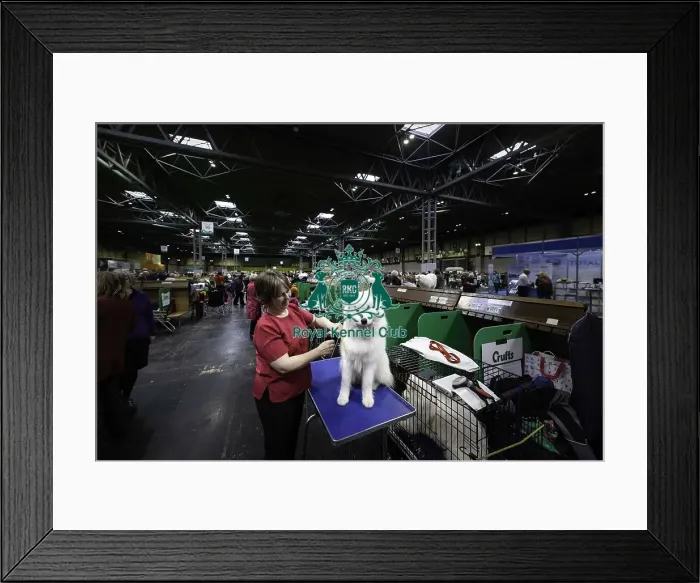 Framed Print : Crufts 2019 - Day Two, NEC, UK - 8 Mar 2019 Framed Print : Crufts 2019 - Day Two, NEC, UK - 8 Mar 2019