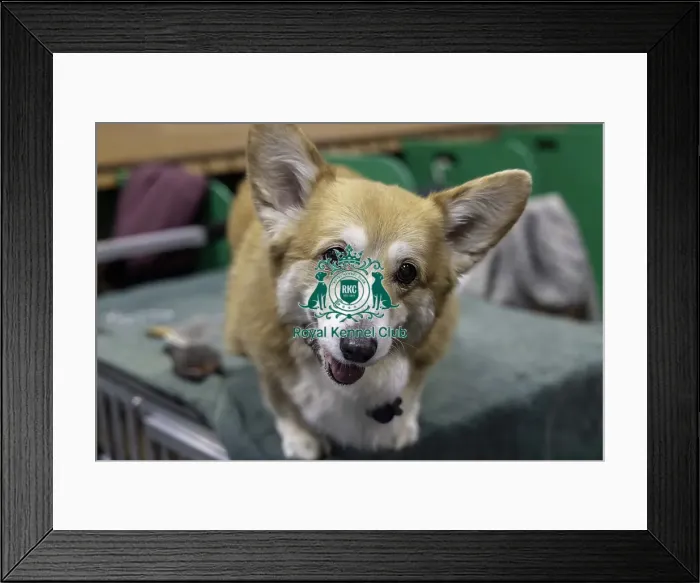 Framed Print : Crufts 2019 - Day Two, NEC, UK - 8 Mar 2019 Framed Print : Crufts 2019 - Day Two, NEC, UK - 8 Mar 2019