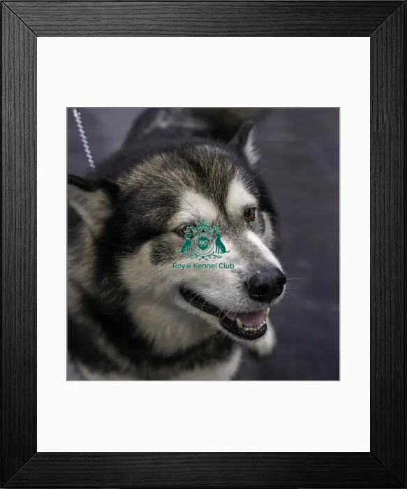 Framed Print : Crufts 2019 - Day Two, NEC, UK - 8 Mar 2019 Framed Print : Crufts 2019 - Day Two, NEC, UK - 8 Mar 2019