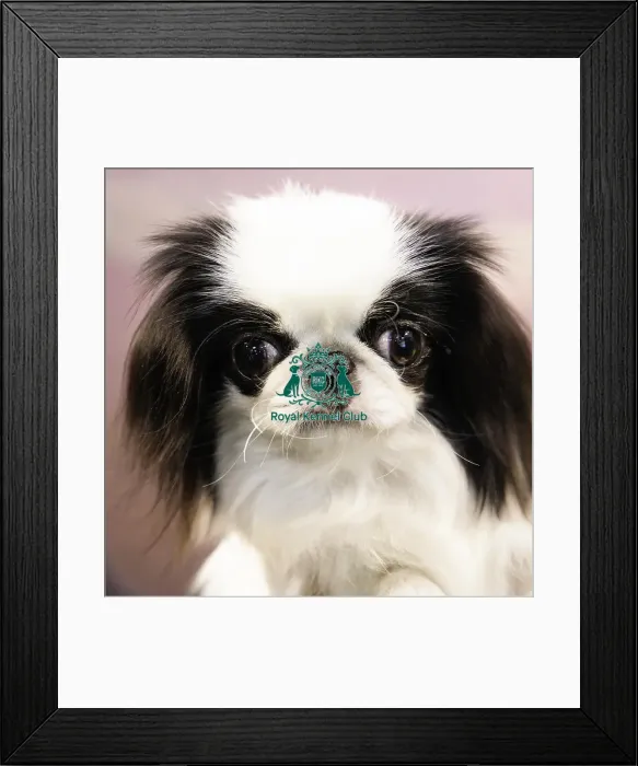 Framed Print : Crufts 2019 - Day Two, NEC, UK - 8 Mar 2019 Framed Print : Crufts 2019 - Day Two, NEC, UK - 8 Mar 2019