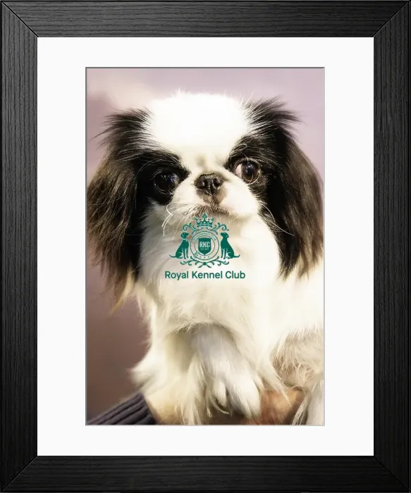 Framed Print : Crufts 2019 - Day Two, NEC, UK - 8 Mar 2019 Framed Print : Crufts 2019 - Day Two, NEC, UK - 8 Mar 2019