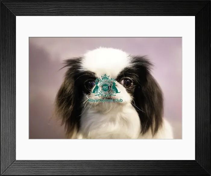 Framed Print : Crufts 2019 - Day Two, NEC, UK - 8 Mar 2019 Framed Print : Crufts 2019 - Day Two, NEC, UK - 8 Mar 2019
