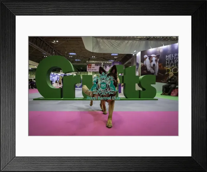 Framed Print : Crufts 2019 - Day One, NEC, UK - 7 Mar 2019