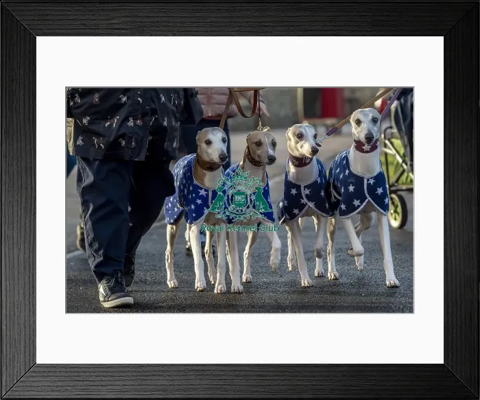 Framed Print : Crufts 2019 - Day Three, NEC, UK - 9 Mar 2019 Framed Print : Crufts 2019 - Day Three, NEC, UK - 9 Mar 2019