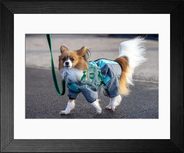Framed Print : Crufts 2019 - Day Three, NEC, UK - 9 Mar 2019