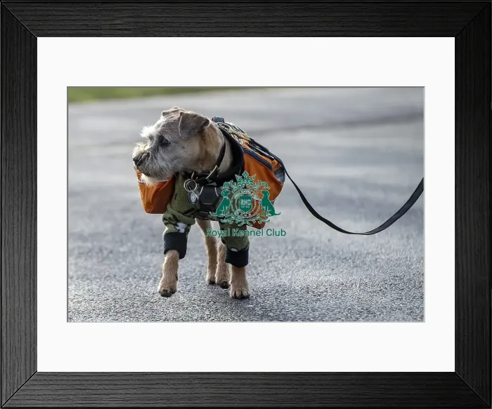 Framed Print : Crufts 2019 - Day Three, NEC, UK - 9 Mar 2019