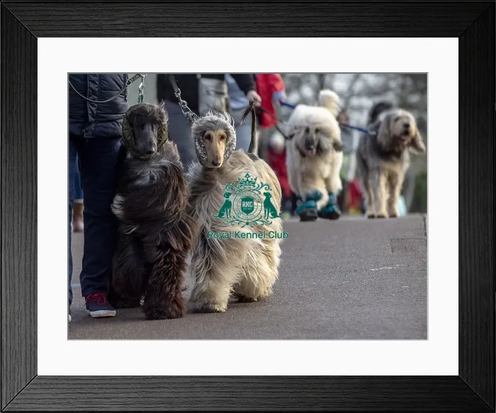 Framed Print : Crufts 2019 - Day Three, NEC, UK - 9 Mar 2019 Framed Print : Crufts 2019 - Day Three, NEC, UK - 9 Mar 2019
