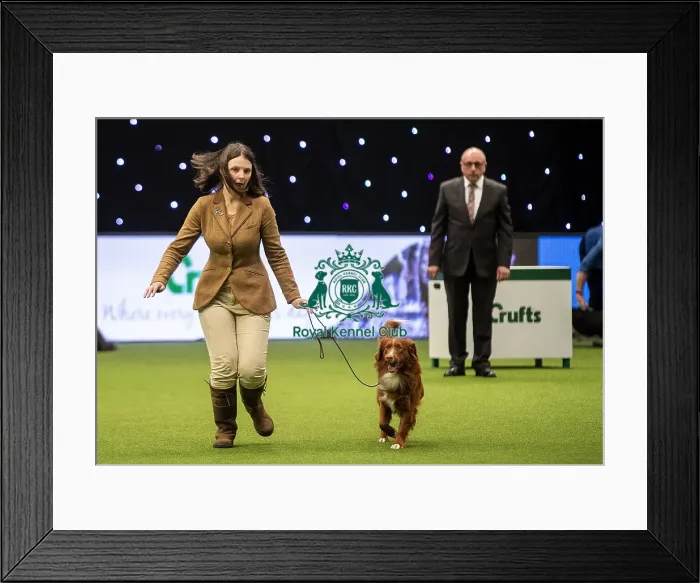 Framed Print : Crufts 2019 - Day One, NEC, UK - 7 Mar 2019 Framed Print : Crufts 2019 - Day One, NEC, UK - 7 Mar 2019